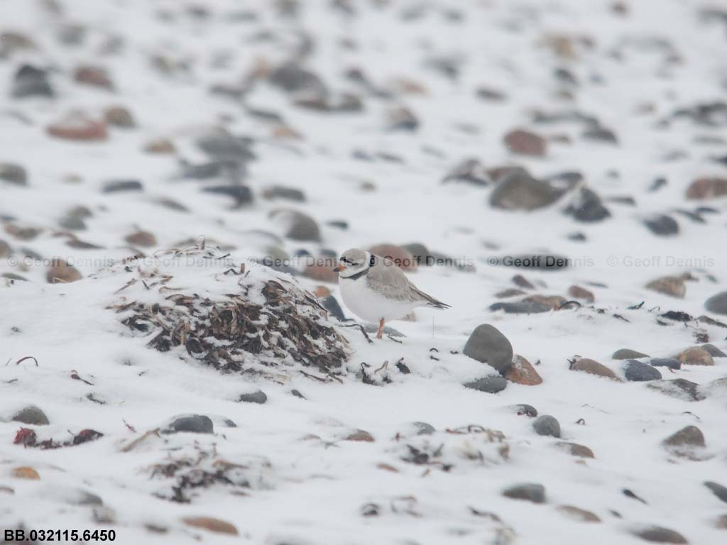 PIPL-3-AF_Piping-Plover