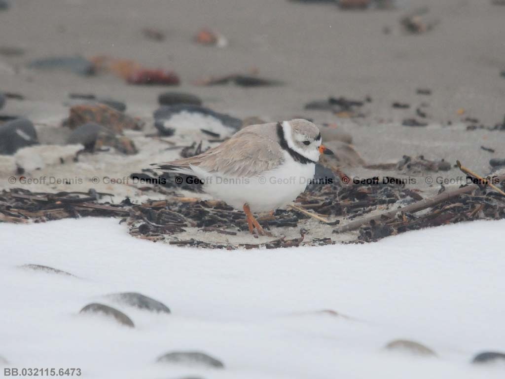 PIPL-3-AG_Piping-Plover