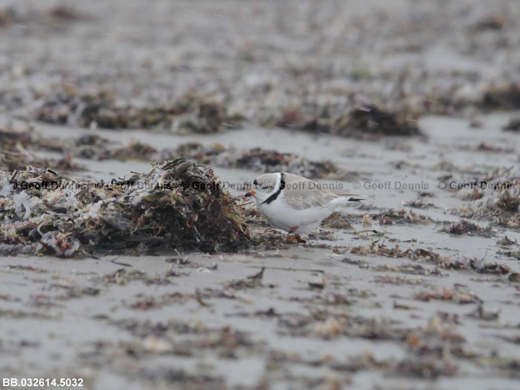 PIPL-3-AH_Piping-Plover