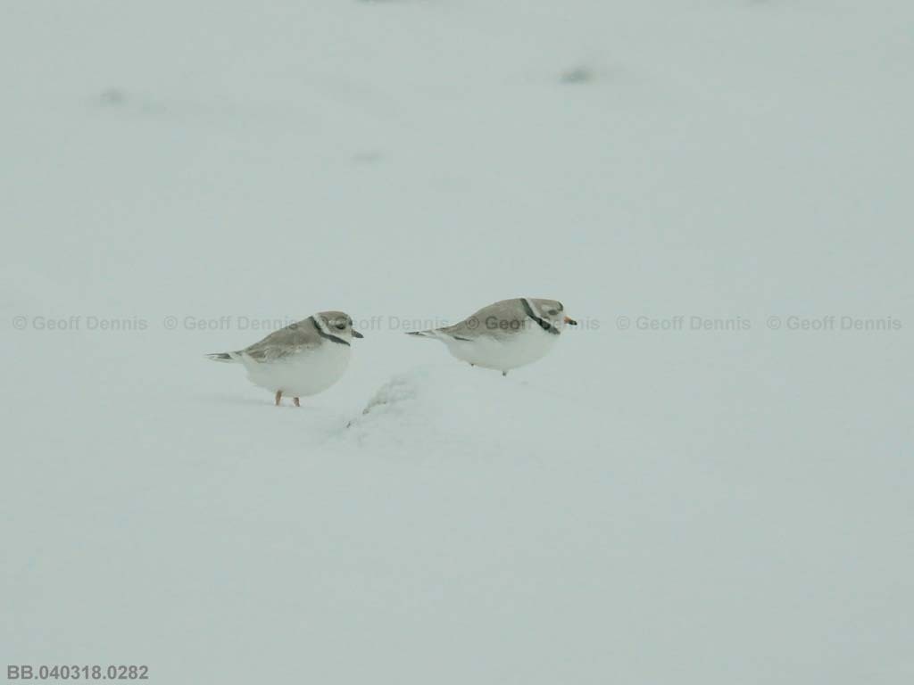 PIPL-3-AI_Piping-Plover