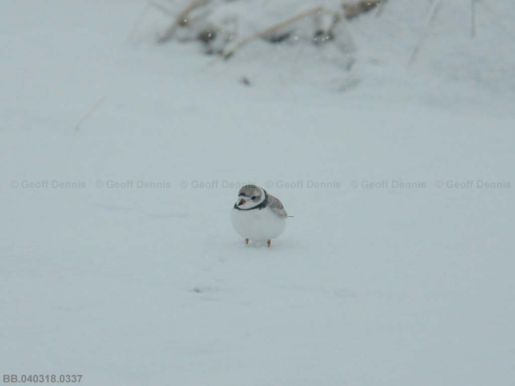 PIPL-3-AJ_Piping-Plover