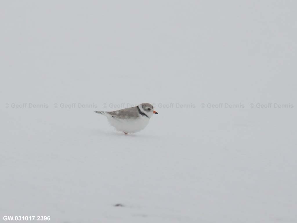 PIPL-3-AK_Piping-Plover