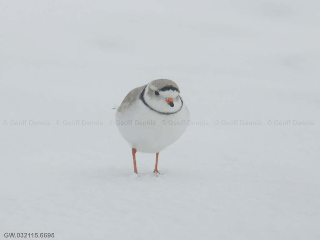 PIPL-3-AL_Piping-Plover