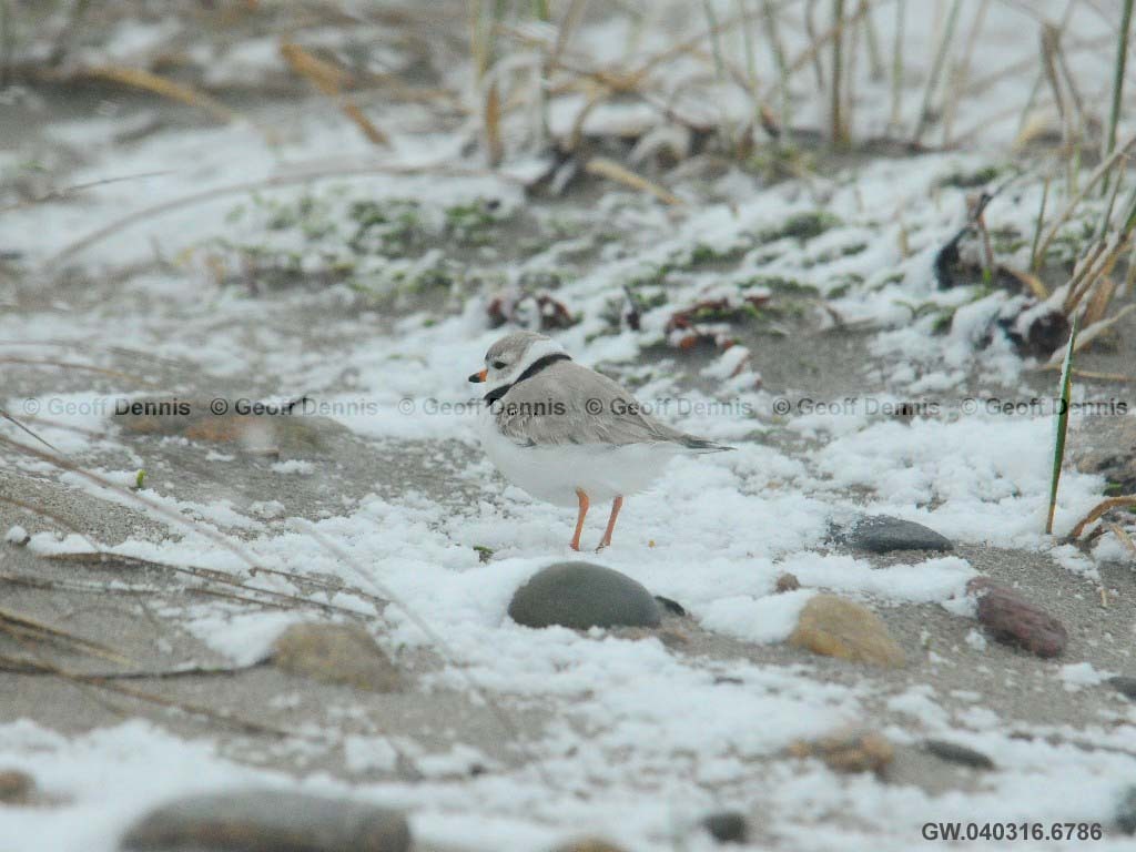 PIPL-3-AM_Piping-Plover