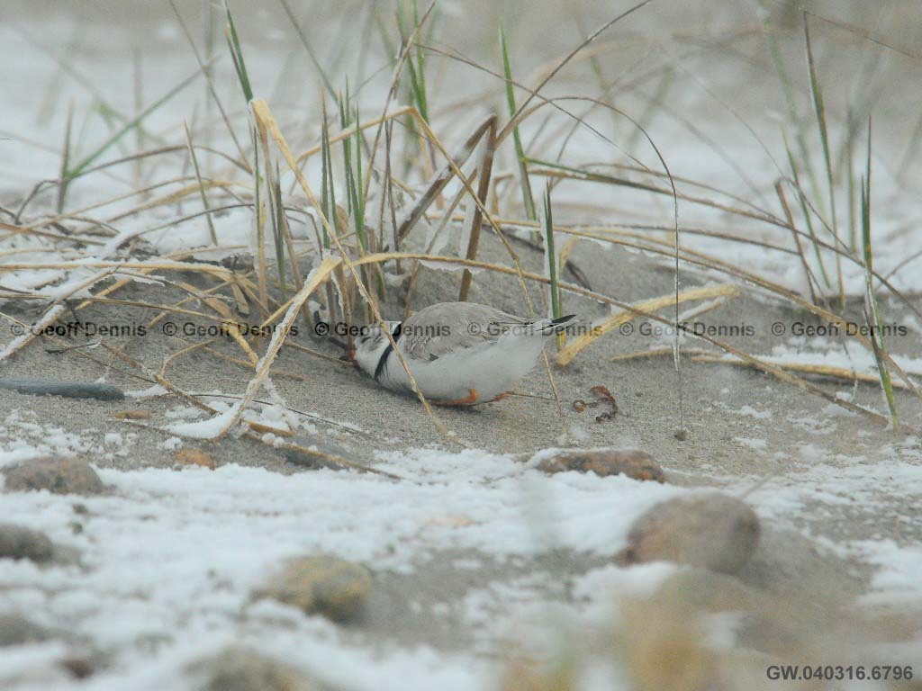 PIPL-3-AN_Piping-Plover