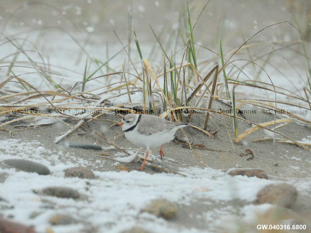 PIPL-3-AO_Piping-Plover