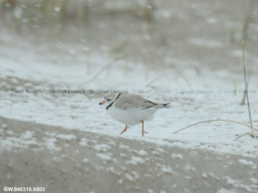 PIPL-3-AP_Piping-Plover