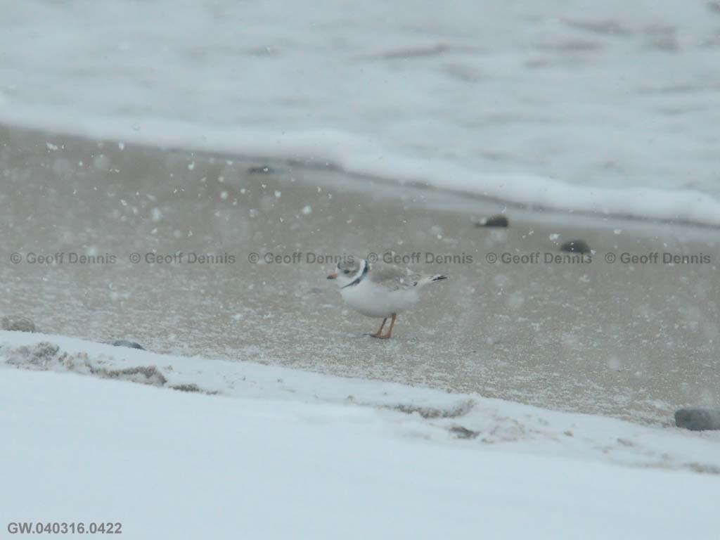 PIPL-3-AQ_Piping-Plover