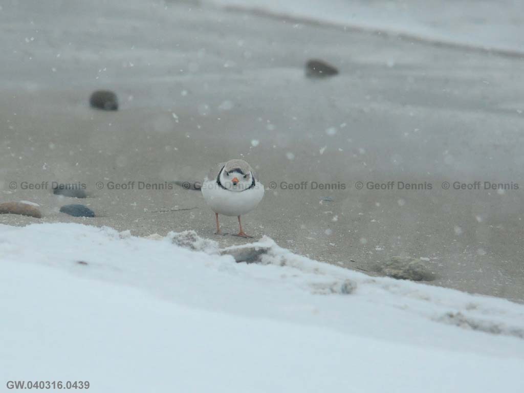 PIPL-3-AR_Piping-Plover