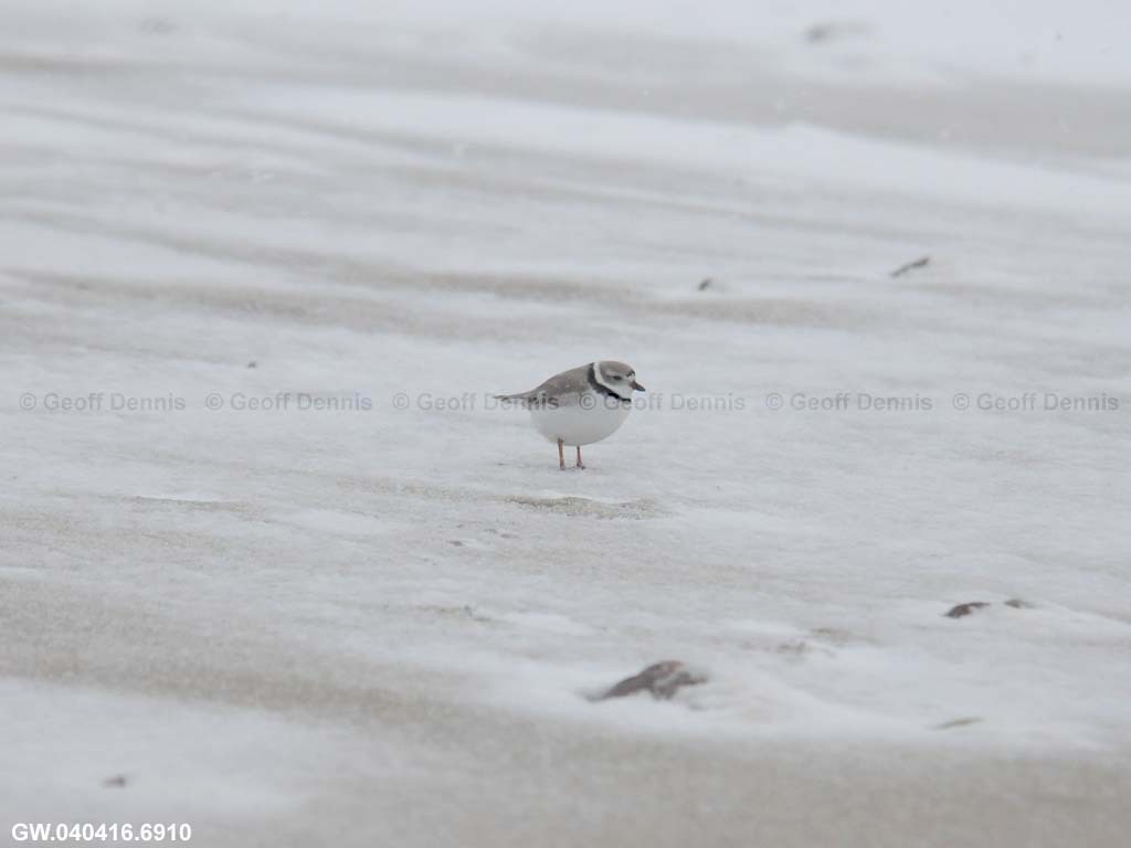 PIPL-3-AS_Piping-Plover