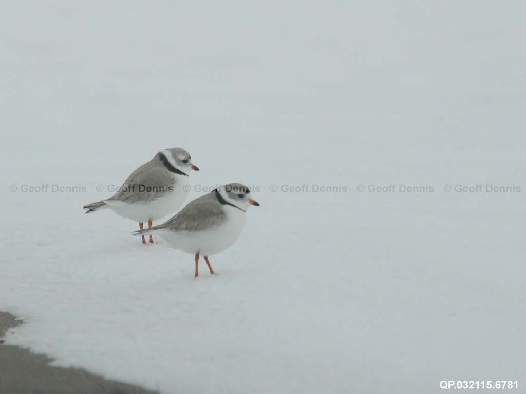 PIPL-3-AT_Piping-Plover