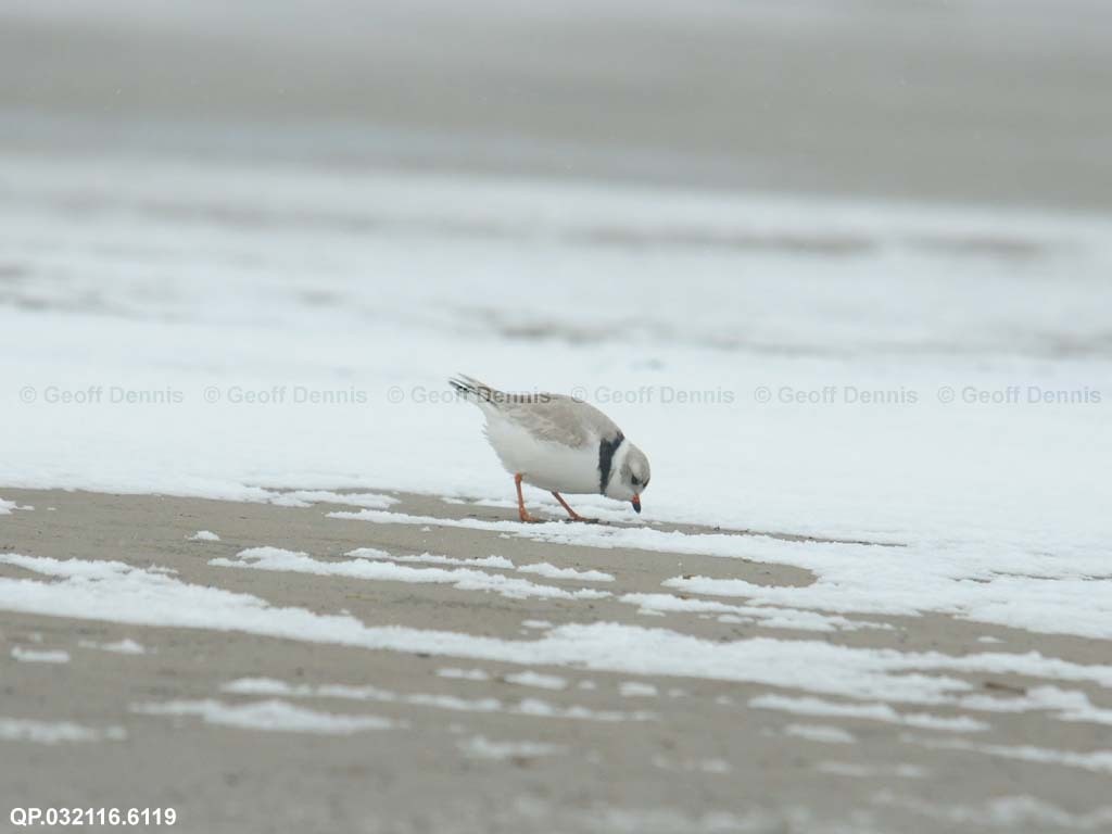 PIPL-3-AU_Piping-Plover