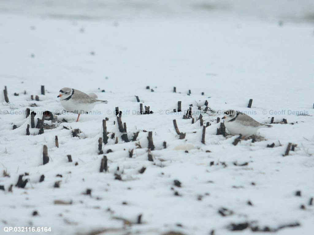 PIPL-3-AV_Piping-Plover