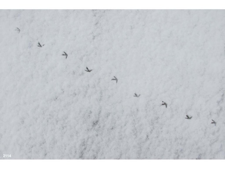 PIPL-3-AW_Piping-Plover