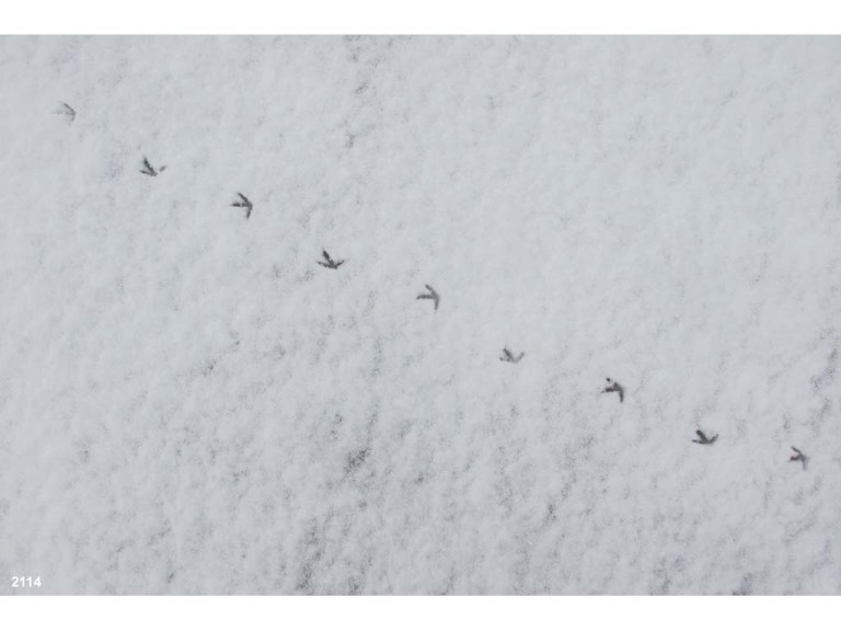 PIPL-3-AW_Piping-Plover