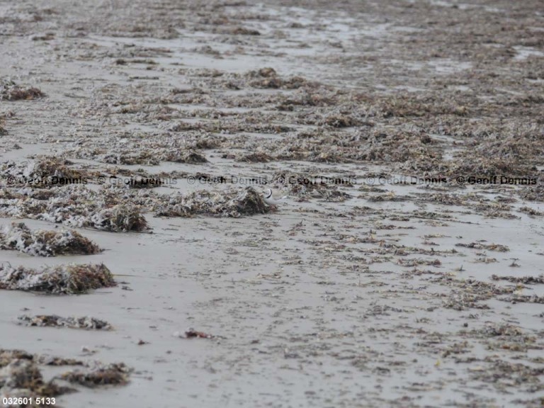 PIPL-3-AX_Piping-Plover