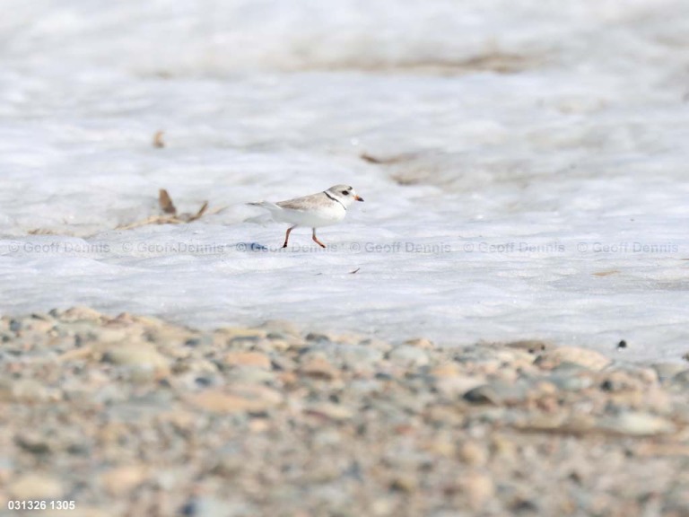 PIPL-3-AZ_Piping-Plover