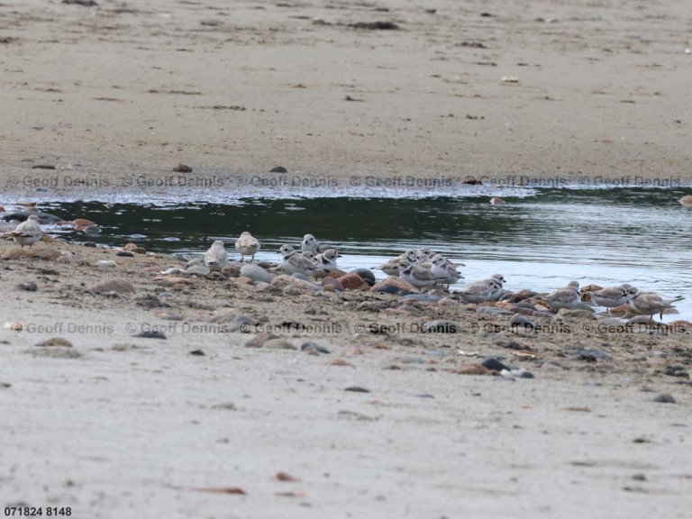 PIPL-23-AB_Piping-Plover