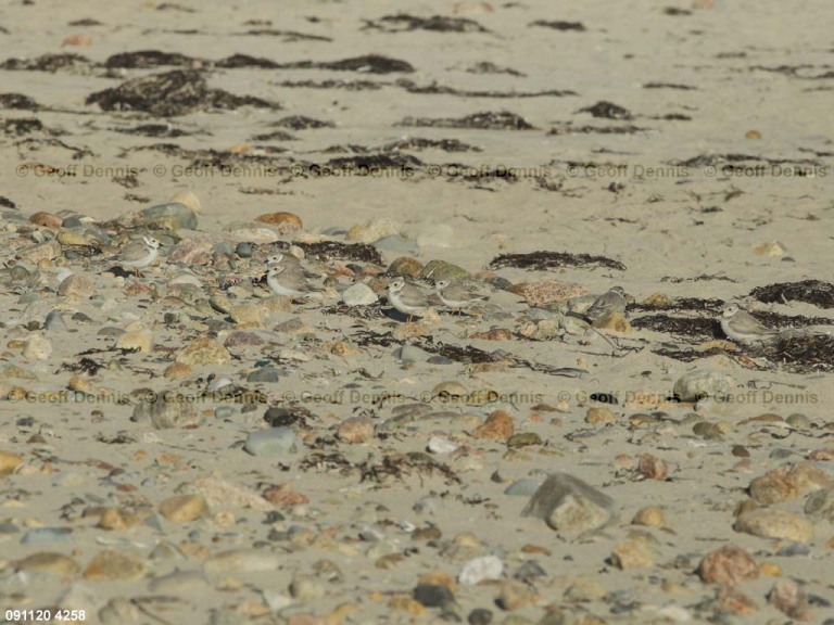 PIPL-23-AD_Piping-Plover