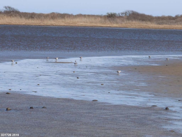 PIPL-23-AI_Piping-Plover