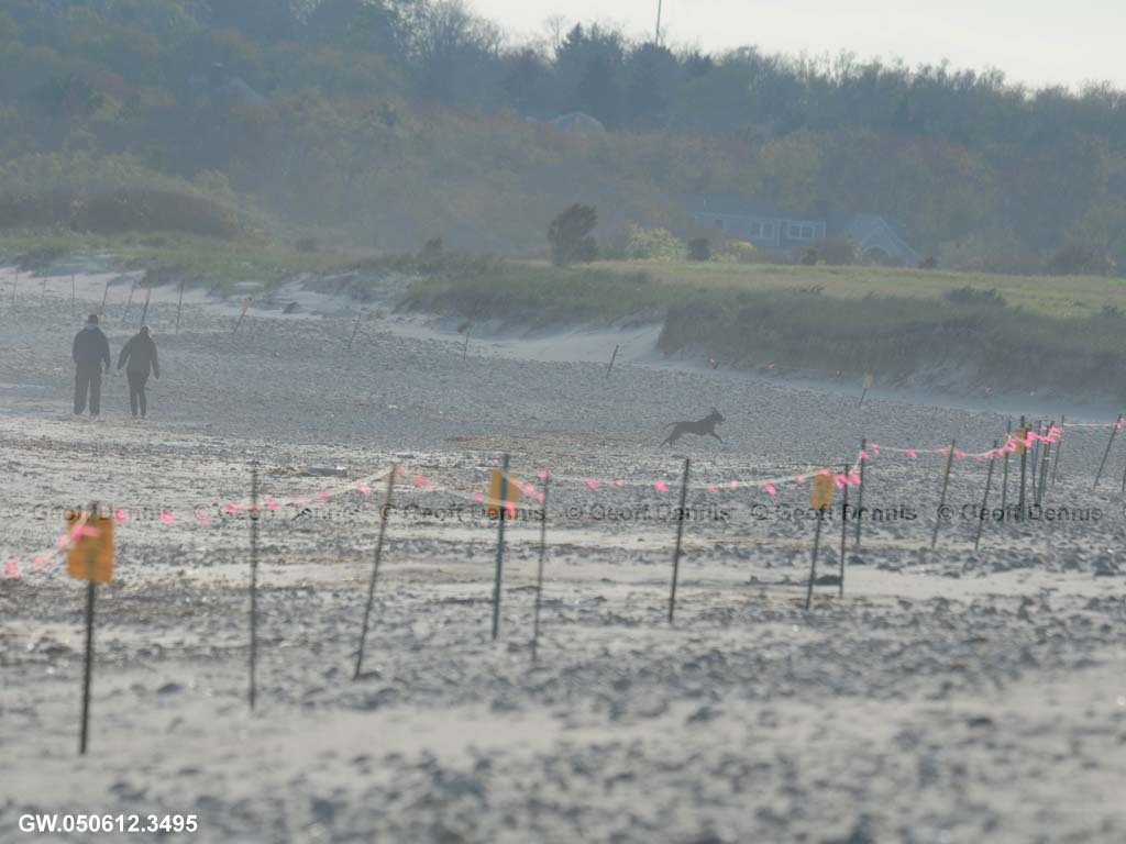 PIPL-17-AC_Piping-Plover