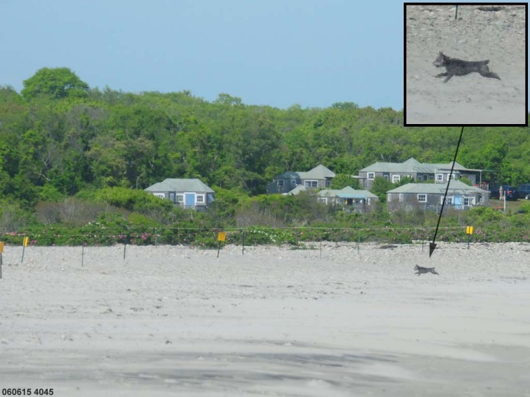 PIPL-17-AD_Piping-Plover
