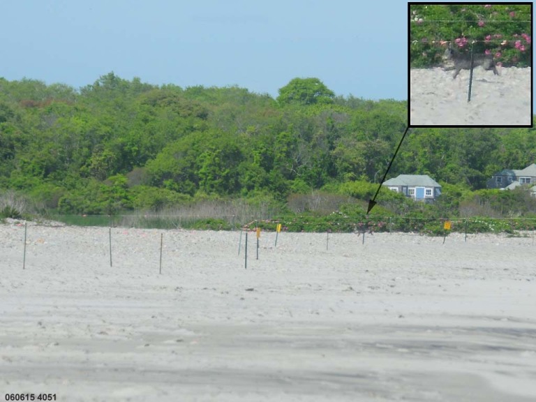 PIPL-17-AE_Piping-Plover