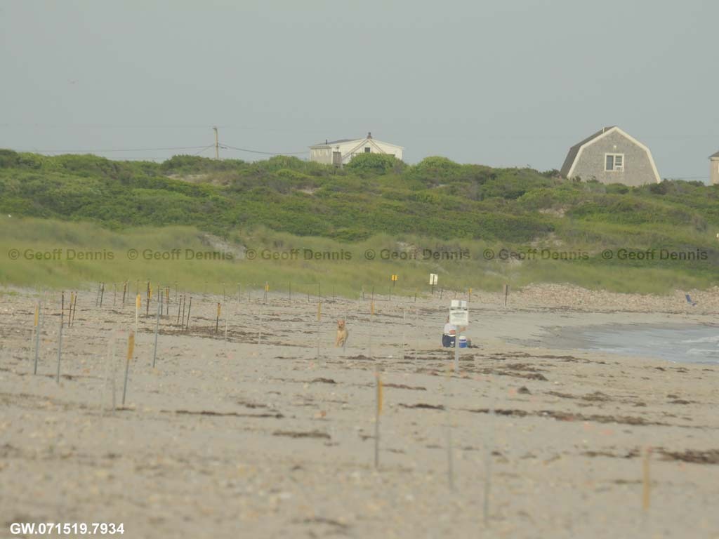 PIPL-17-AI_Piping-Plover