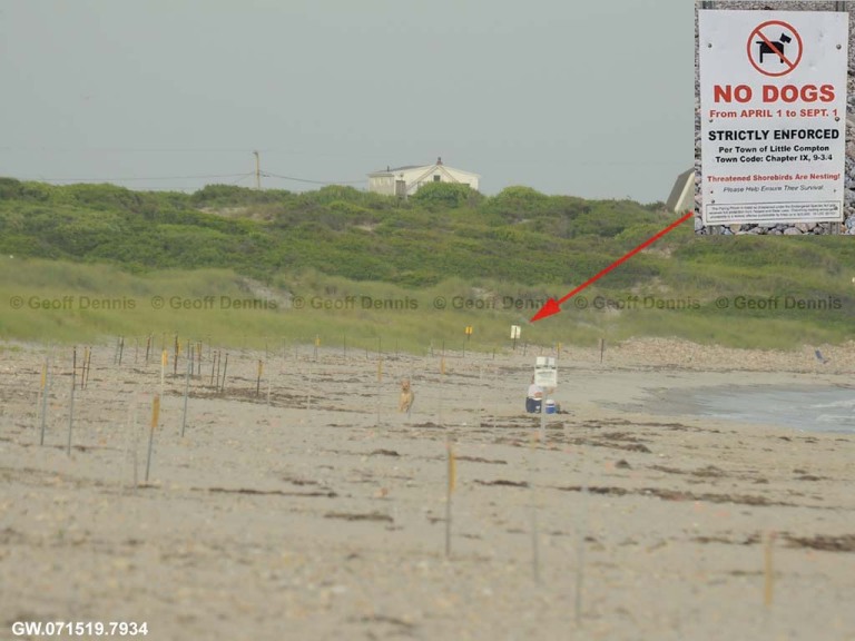 PIPL-17-AI_Piping-Plover