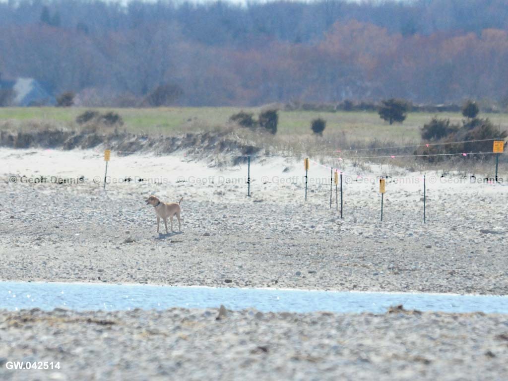 PIPL-17-AJ_Piping-Plover