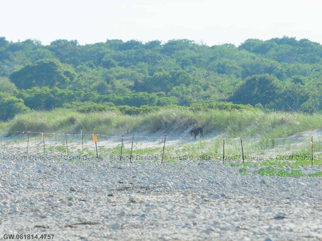 PIPL-17-AK_Piping-Plover