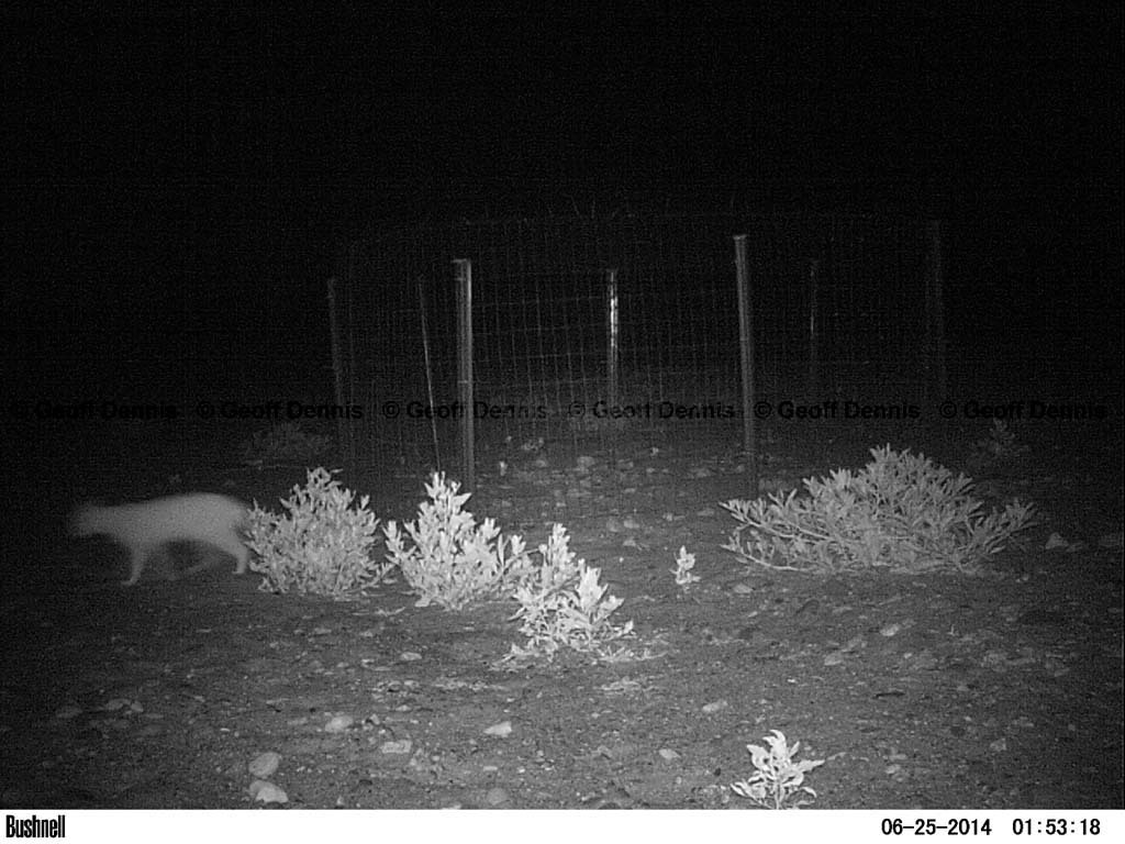 PIPL-17-AL_Piping-Plover
