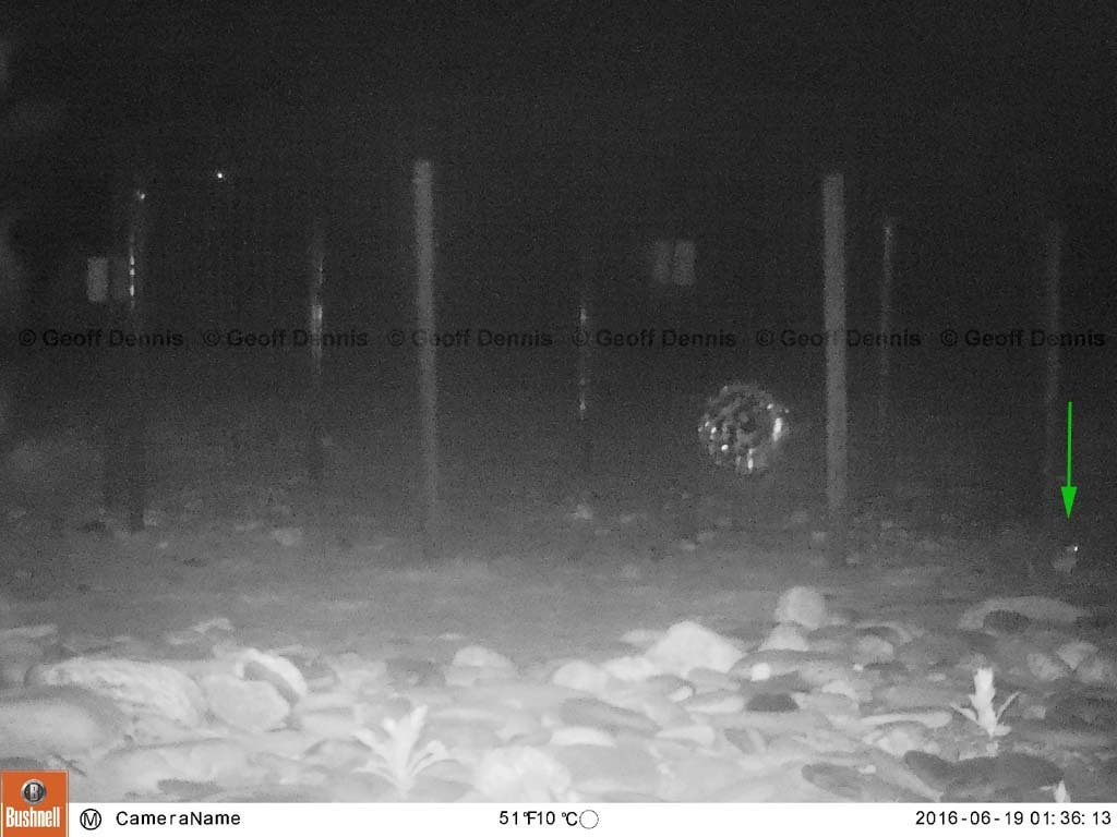 PIPL-17-AM_Piping-Plover