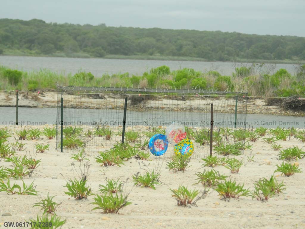 PIPL-17-AO_Piping-Plover