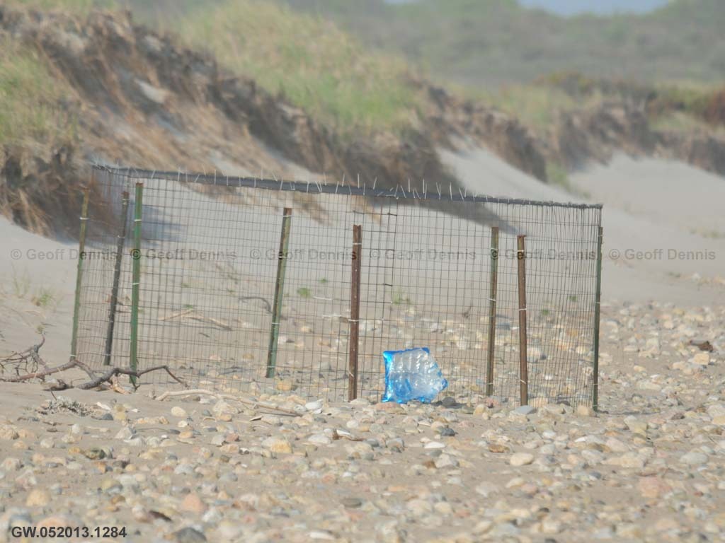 PIPL-17-AP_Piping-Plover
