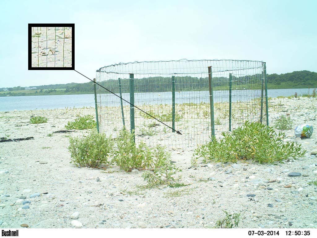 PIPL-17-AQ_Piping-Plover