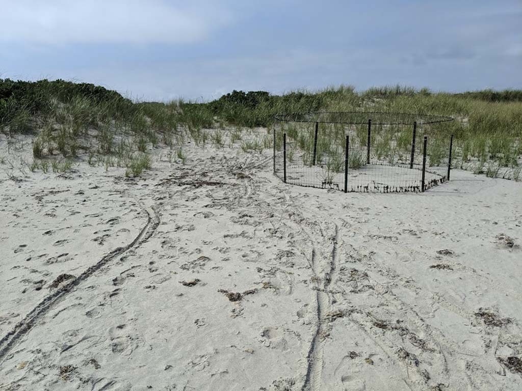 PIPL-17-ATa_Piping-Plover-copy