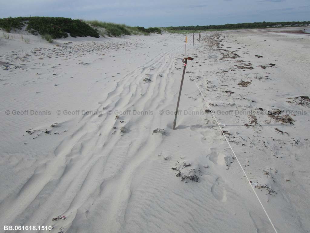 PIPL-17-AU_Piping-Plover