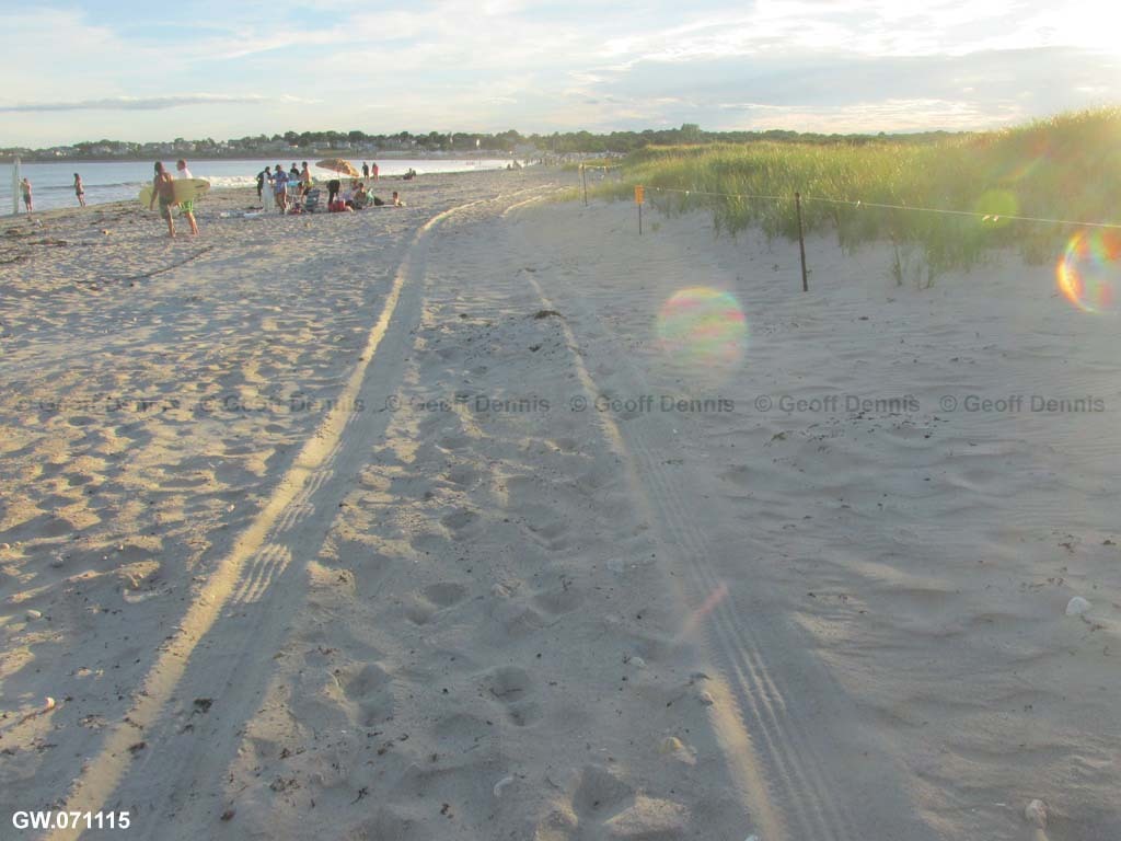 PIPL-17-AV_Piping-Plover
