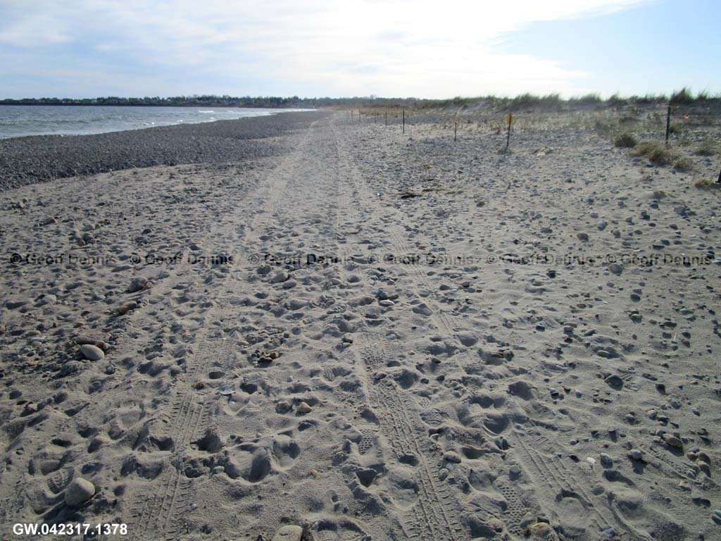 PIPL-17-AW_Piping-Plover