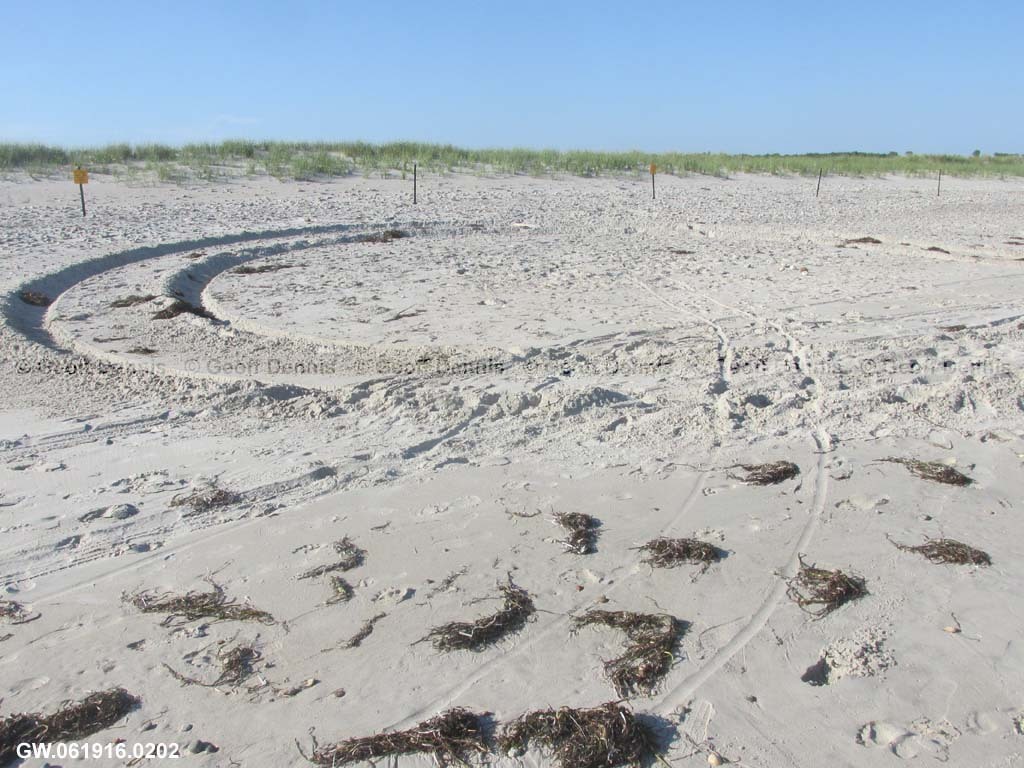 PIPL-17-AX_Piping-Plover