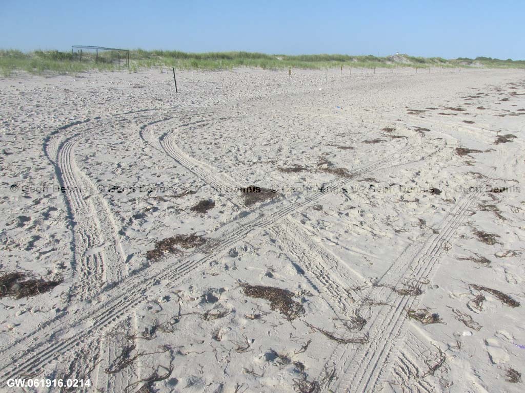 PIPL-17-AY_Piping-Plover