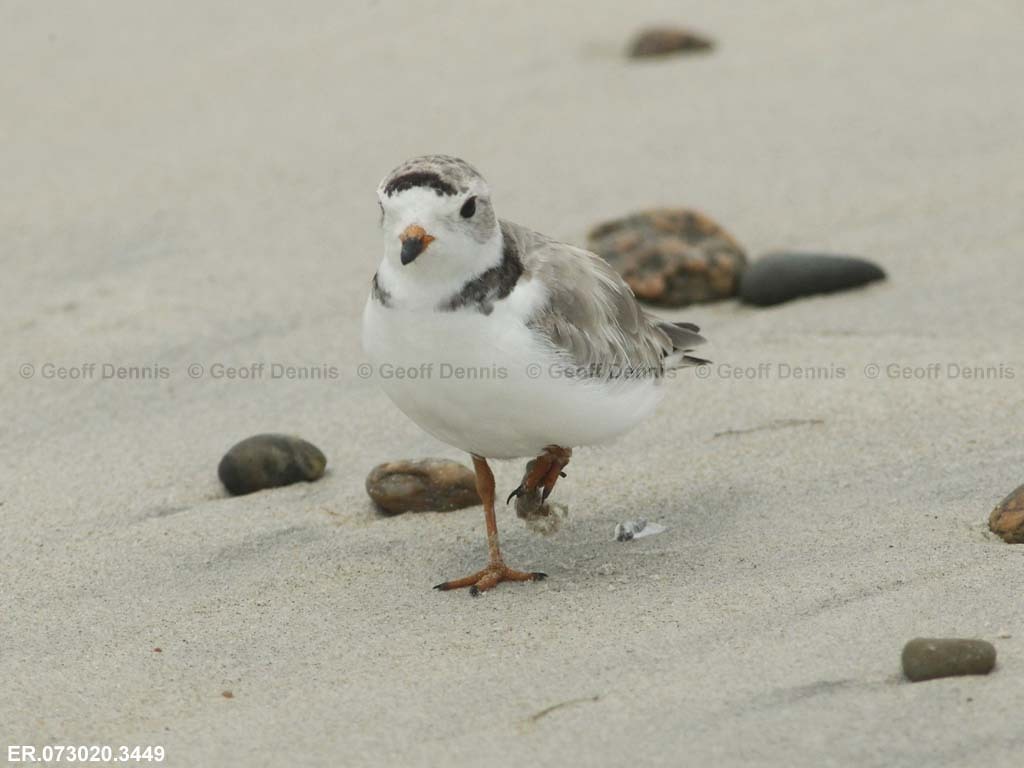 PIPL-17-AZ_Piping-Plover