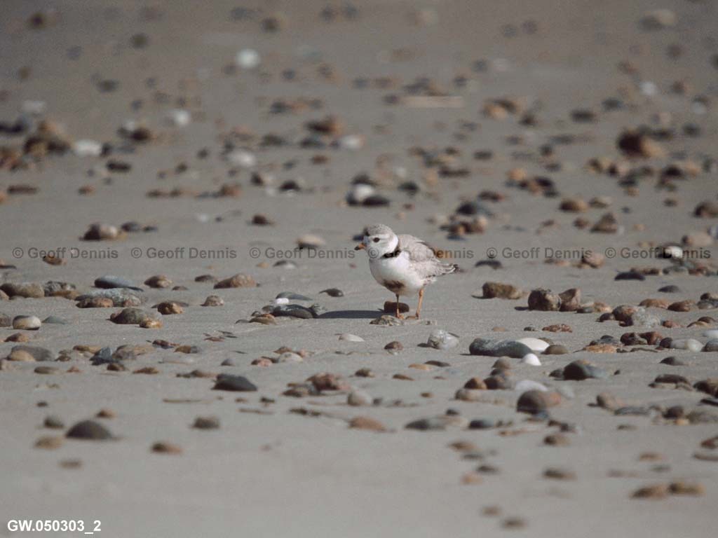 PIPL-17-BA_Piping-Plover