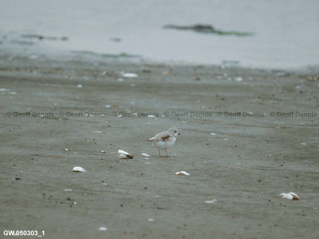 PIPL-17-BB_Piping-Plover