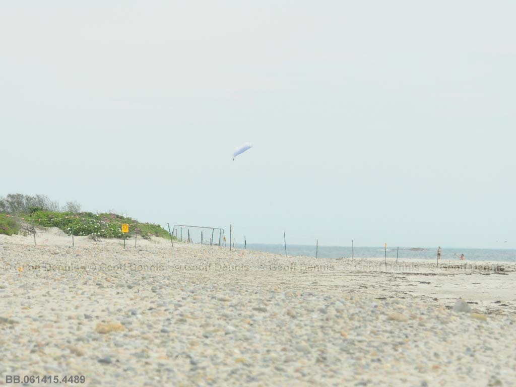 PIPL-17-BC_Piping-Plover