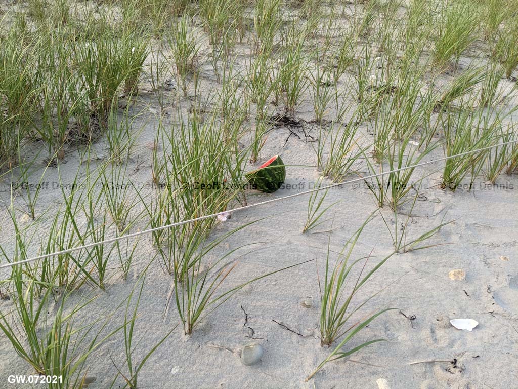 PIPL-17-BD_Piping-Plover
