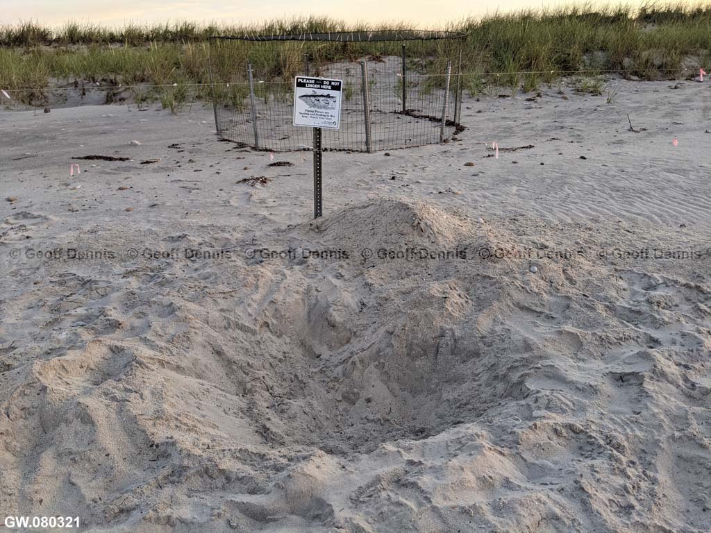 PIPL-17-BE_Piping-Plover