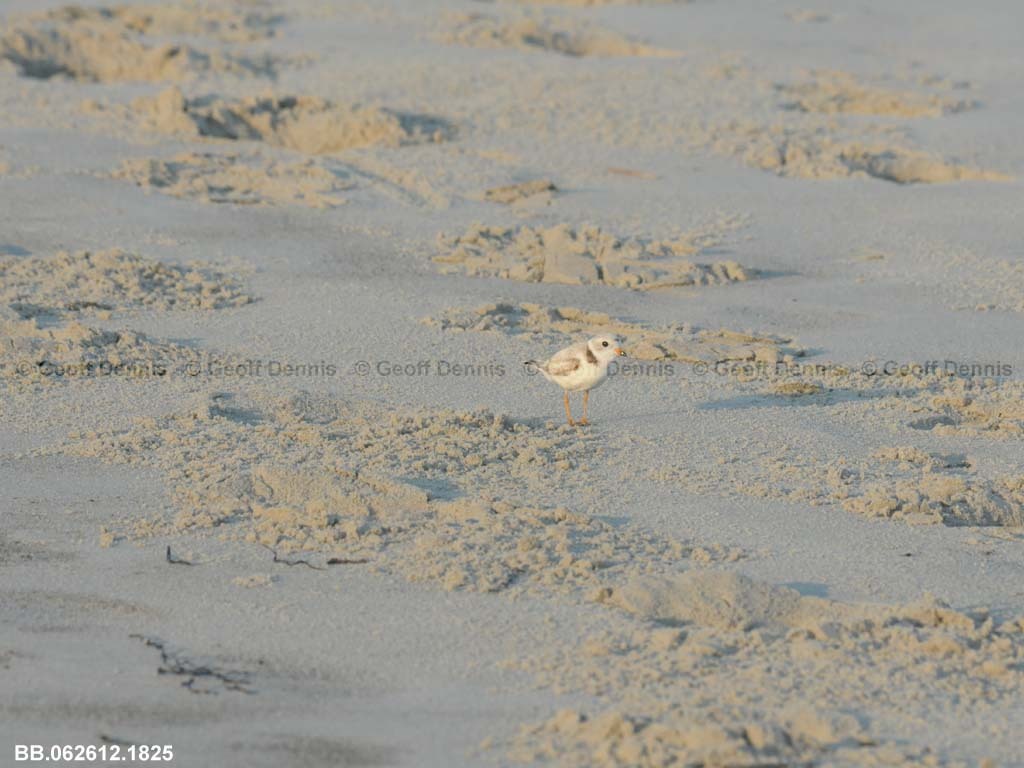 PIPL-17-BG_Piping-Plover
