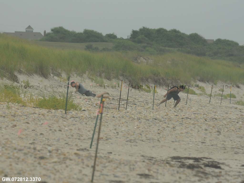 PIPL-17-BH_Piping-Plover
